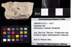 Foto (Objket + Etiketten) von Decapoda indet. 